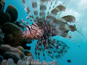 Lionfish on a late afternoon dive by Beate Seiler 